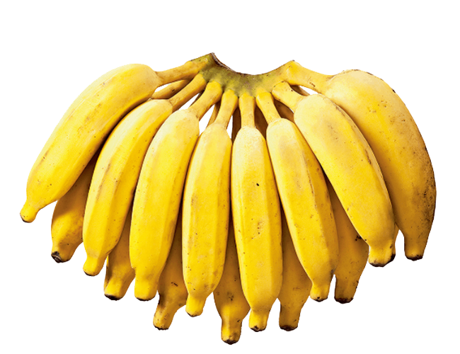 BANANA PRTA TRANSP